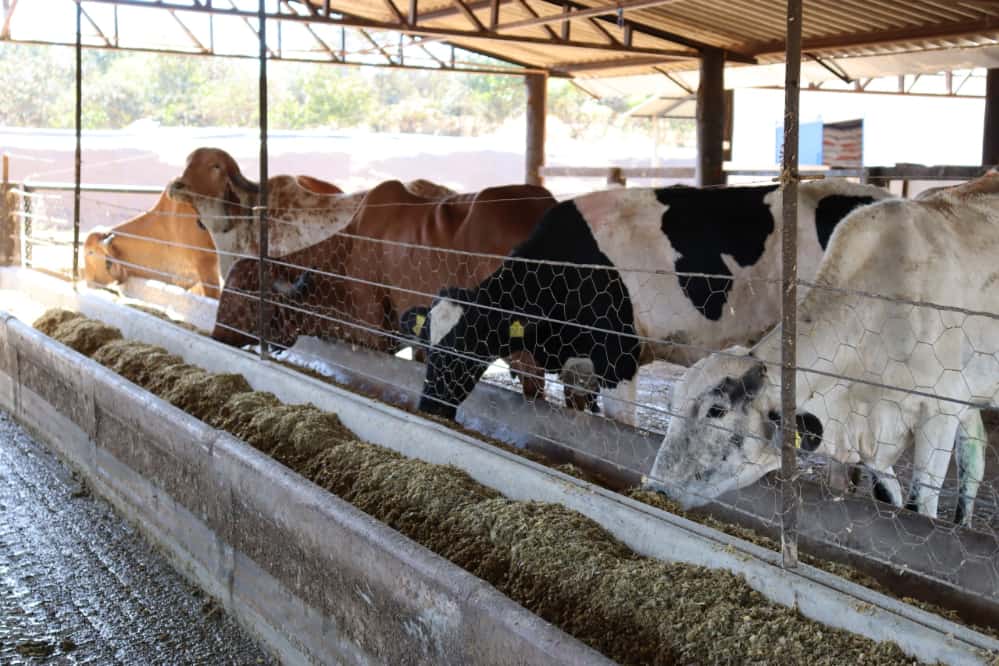 Goiás amplia prazo de inscrições para Programa de Melhoramento Genético 3 melhoramento genético bovino
