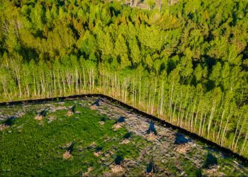Brasil perdeu 111,7 milhões de hectares de vegetação nativa em 40 anos, aponta estudo