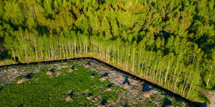 Brasil perdeu 111,7 milhões de hectares de vegetação nativa em 40 anos, aponta estudo