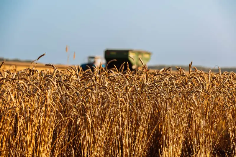 Produção de grãos