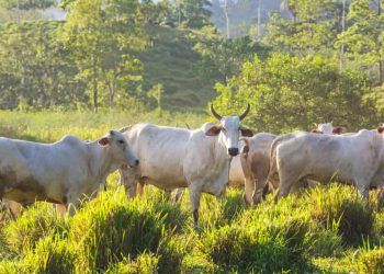 Goiás amplia prazo de inscrições para Programa de Melhoramento Genético