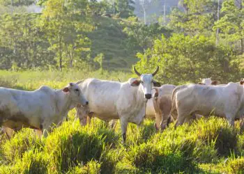 Goiás amplia prazo de inscrições para Programa de Melhoramento Genético