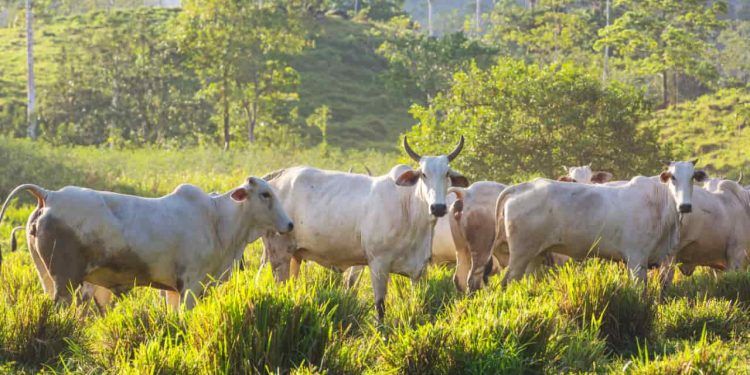 Goiás amplia prazo de inscrições para Programa de Melhoramento Genético