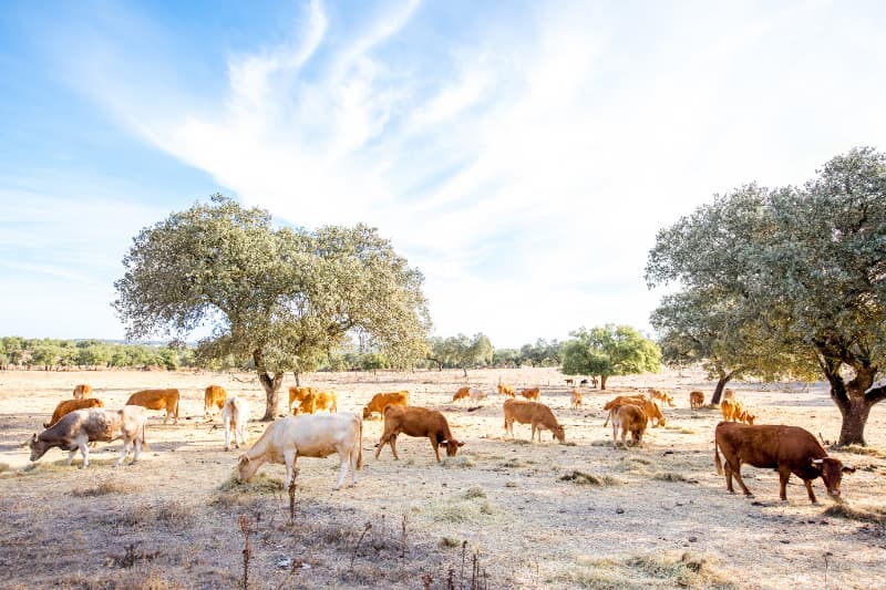 Rebanho bovino em Goiás ultrapassa 22,8 milhões de cabeças em 2025 2 Rebanho bovino