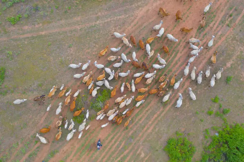 Rebanho em Goiás