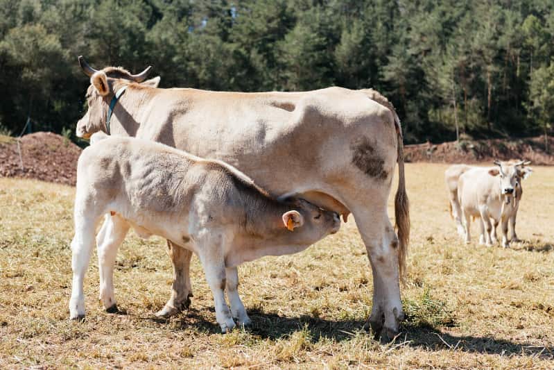 Vacas