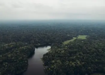 Amazônia perde 52 milhões de hectares de floresta em quatro décadas