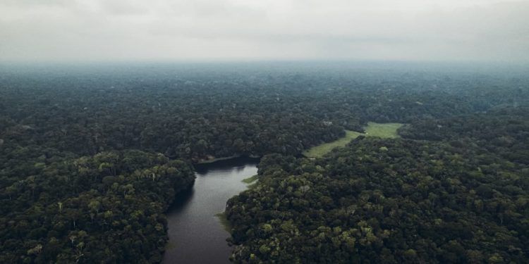 Amazônia perde 52 milhões de hectares de floresta em quatro décadas