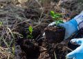 Brasil avança em estratégias de regeneração natural assistida