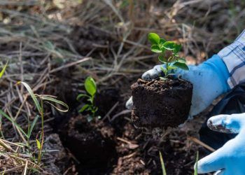 Brasil avança em estratégias de regeneração natural assistida