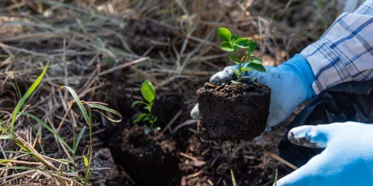 Brasil avança em estratégias de regeneração natural assistida