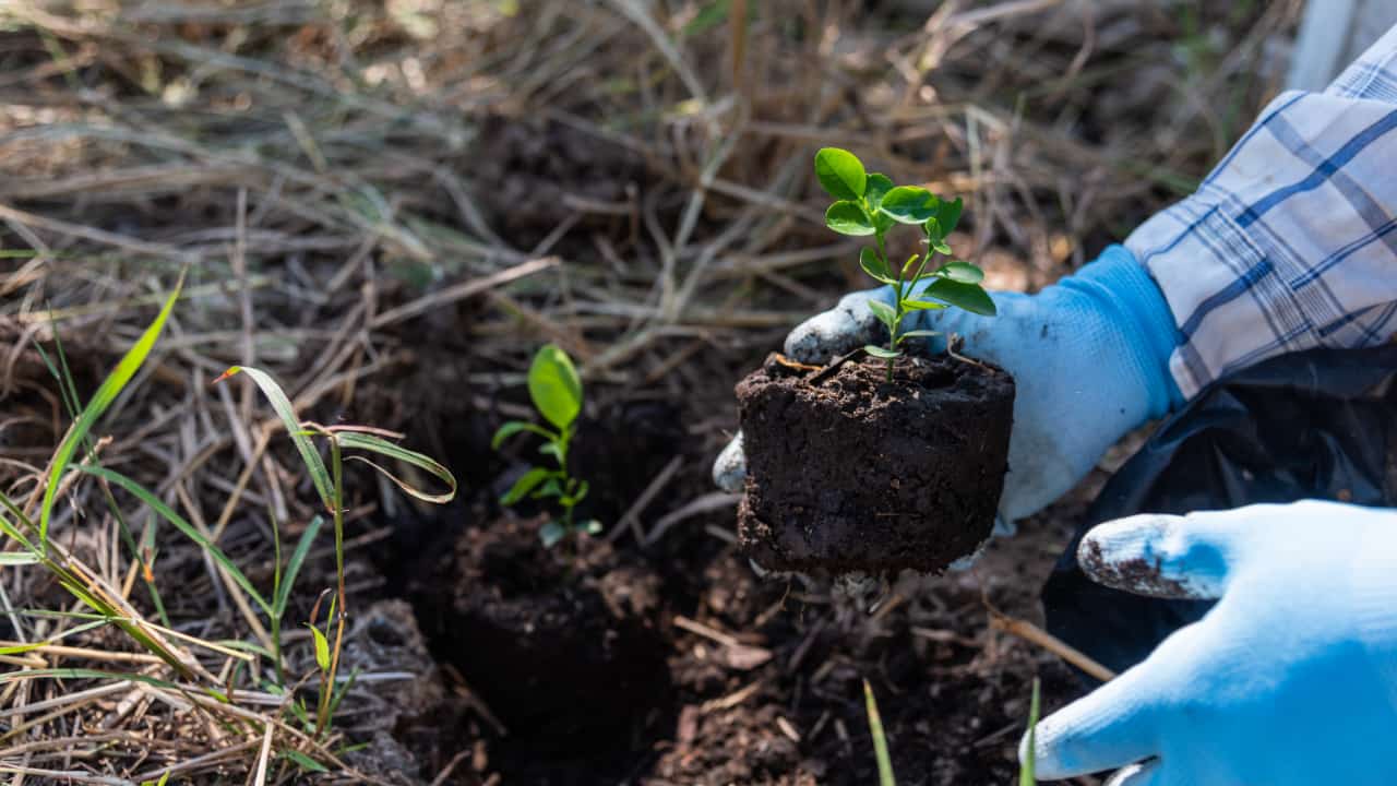 Brasil avança em estratégias de regeneração natural assistida