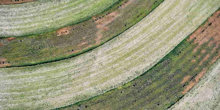 Brasil busca capital chinês para recuperar hectares de pastagens degradadas 1 Foto: Envato