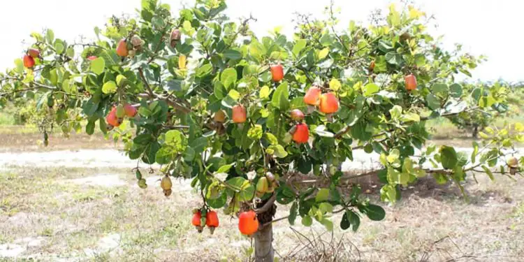 Cajueiro-anão se consolida como fonte de renda sustentável no Semiárido 1 Cajueiro-anão se consolida como fonte de renda sustentável no Semiárido