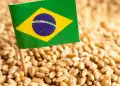 Clima, exportações e mercado influenciam decisões da nova safra brasileira