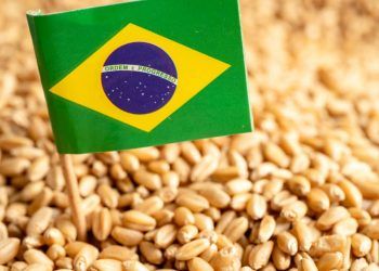 Clima, exportações e mercado influenciam decisões da nova safra brasileira