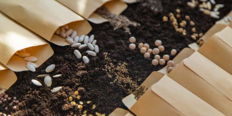 Conab abre chamada do PAA para distribuição de sementes a comunidades tradicionais
