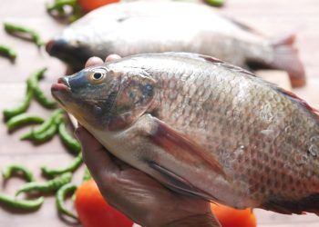 Do filé à pele tilápia se transforma em produto inovador no Brasil