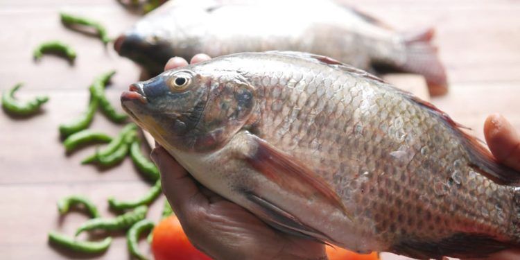 Do filé à pele tilápia se transforma em produto inovador no Brasil