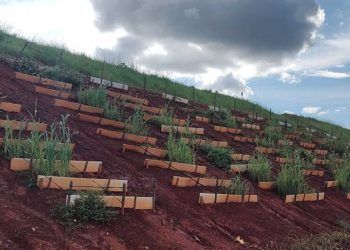 Estudo investiga formas de revegetar áreas degradadas pela mineração de ouro