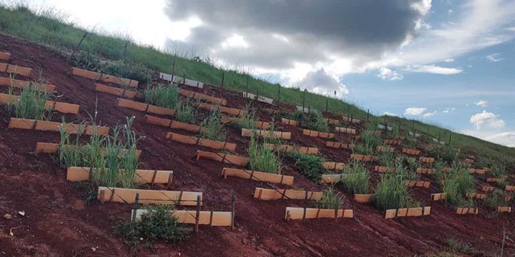Estudo investiga formas de revegetar áreas degradadas pela mineração de ouro