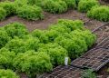 Estudo projeta cenário crítico para a produção de alface diante do aquecimento global