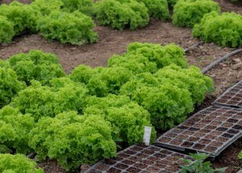 Estudo projeta cenário crítico para a produção de alface diante do aquecimento global