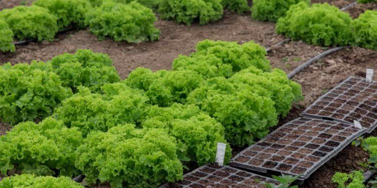 Estudo projeta cenário crítico para a produção de alface diante do aquecimento global