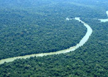 Fundo Florestas Tropicais para Sempre será lançado na COP30 com liderança do Brasil