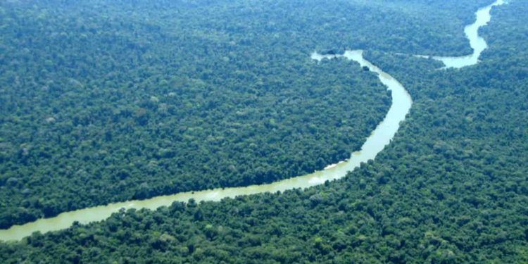 Fundo Florestas Tropicais para Sempre será lançado na COP30 com liderança do Brasil 1 Fundo Florestas Tropicais para Sempre será lançado na COP30 com liderança do Brasil