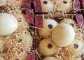 Goiás estreia exportação de melão e fortalece frutas no comércio internacional