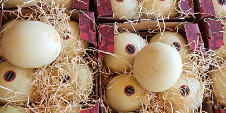 Goiás estreia exportação de melão e fortalece frutas no comércio internacional
