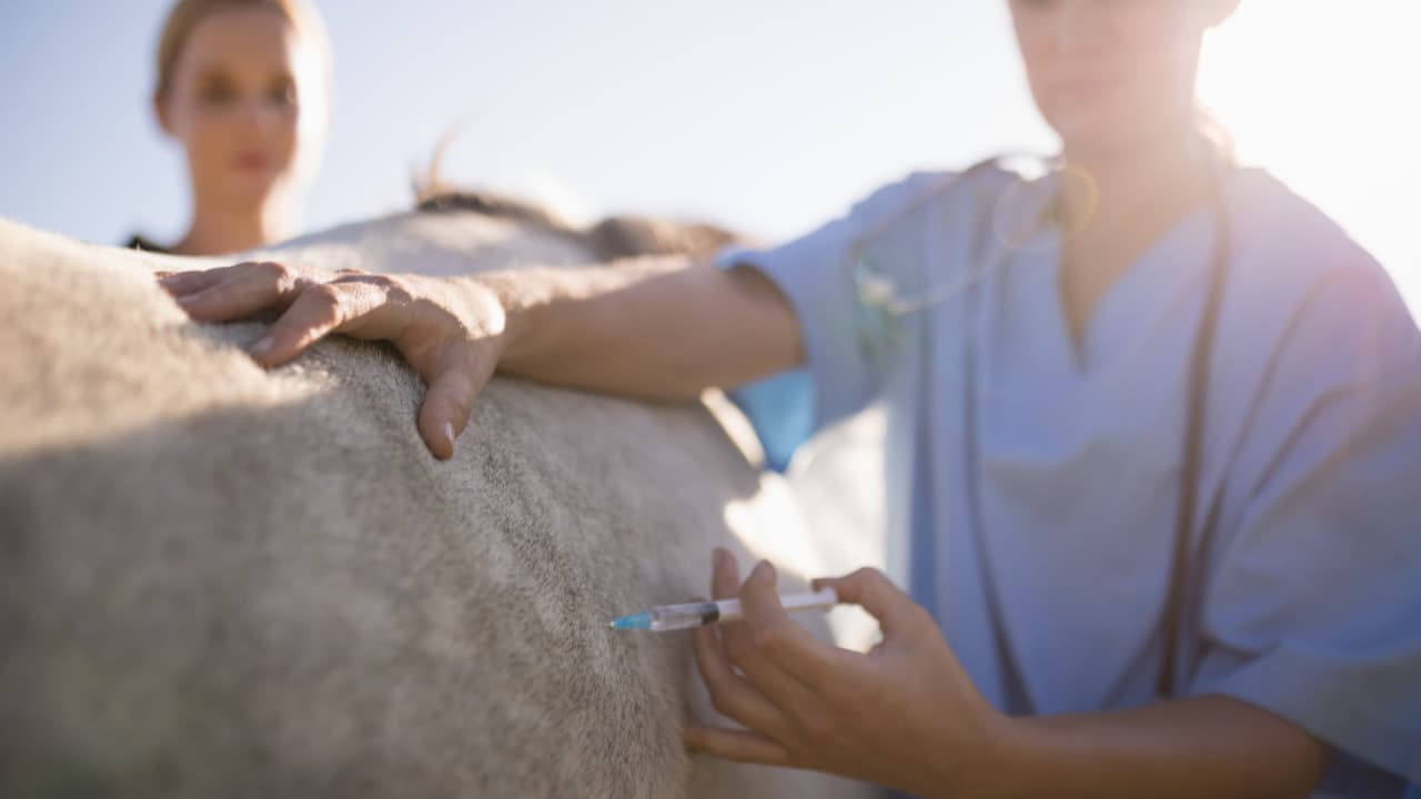 Goiás intensifica ações contra brucelose e tuberculose em bovinos