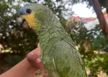 Ibama combate crimes ambientais e apreende pássaros em criadouros irregulares no Pará