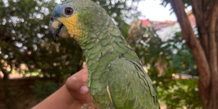 Ibama combate crimes ambientais e apreende pássaros em criadouros irregulares no Pará