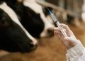 Mapa registra 612 mortes de animais em investigação sobre vacina contra clostridiose