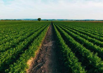 Pedidos de recuperação judicial no agronegócio batem recorde no trimestre