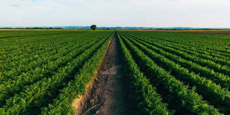 Pedidos de recuperação judicial no agronegócio batem recorde no trimestre