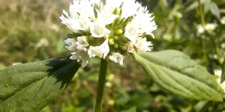 Pesquisas revelam desafios no controle da vassourinha-de-botão em lavouras de soja e milho 1 Pesquisas revelam desafios no controle da vassourinha-de-botão em lavouras de soja e milho