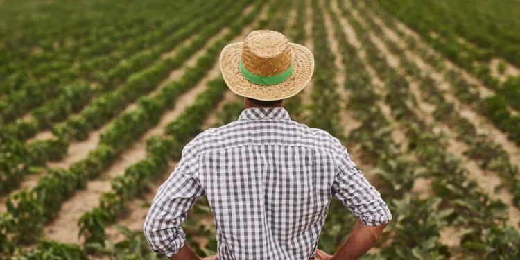 População ocupada no agronegócio atinge 28,2 milhões de pessoas no 2º trimestre