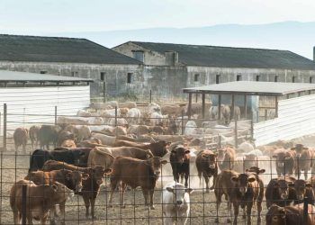 Produção da pecuária do Brasil atinge R$ 132,8 bilhões em 2024 com novos recordes