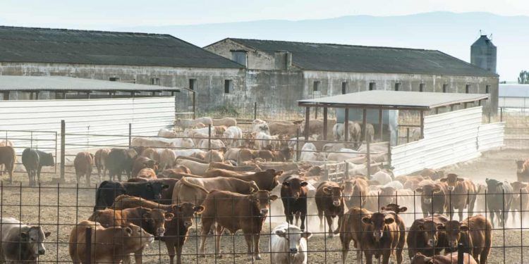 Produção da pecuária do Brasil atinge R$ 132,8 bilhões em 2024 com novos recordes