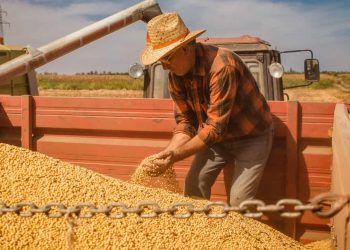 Produção de grãos chega a 350 milhões de toneladas na safra 2425