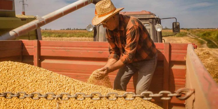 Produção de grãos chega a 350 milhões de toneladas na safra 2425