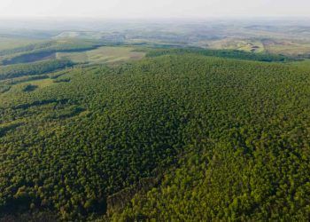 Produção florestal brasileira
