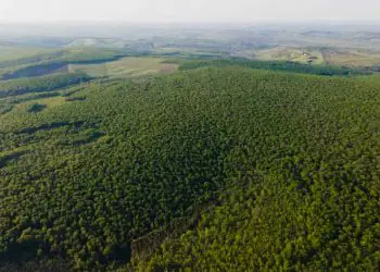 Produção florestal brasileira