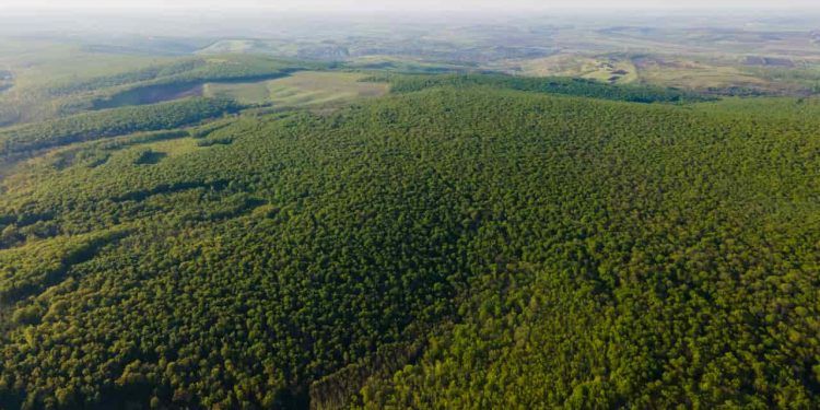 Produção florestal brasileira