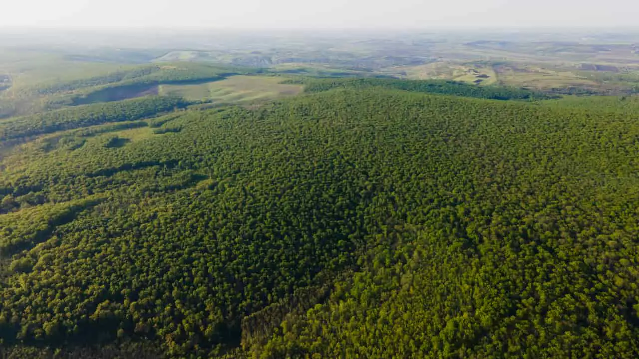 Produção florestal brasileira