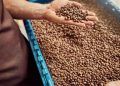 Receita do café cresce 33% em 2025 apesar da queda no volume exportado