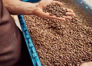 Receita do café cresce 33% em 2025 apesar da queda no volume exportado